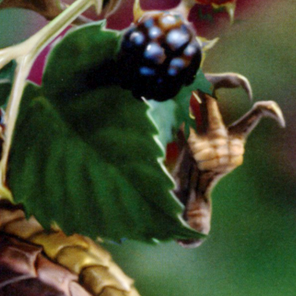 Close-up of the golden dragon’s claw grasping for a blackberry, showing its sharp talons and textured scales amid the leaves.