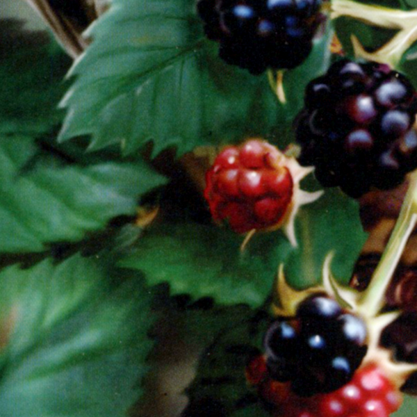 A detailed view of ripe and unripe blackberries on the vine, with deep green leaves and sharp thorns in the background.