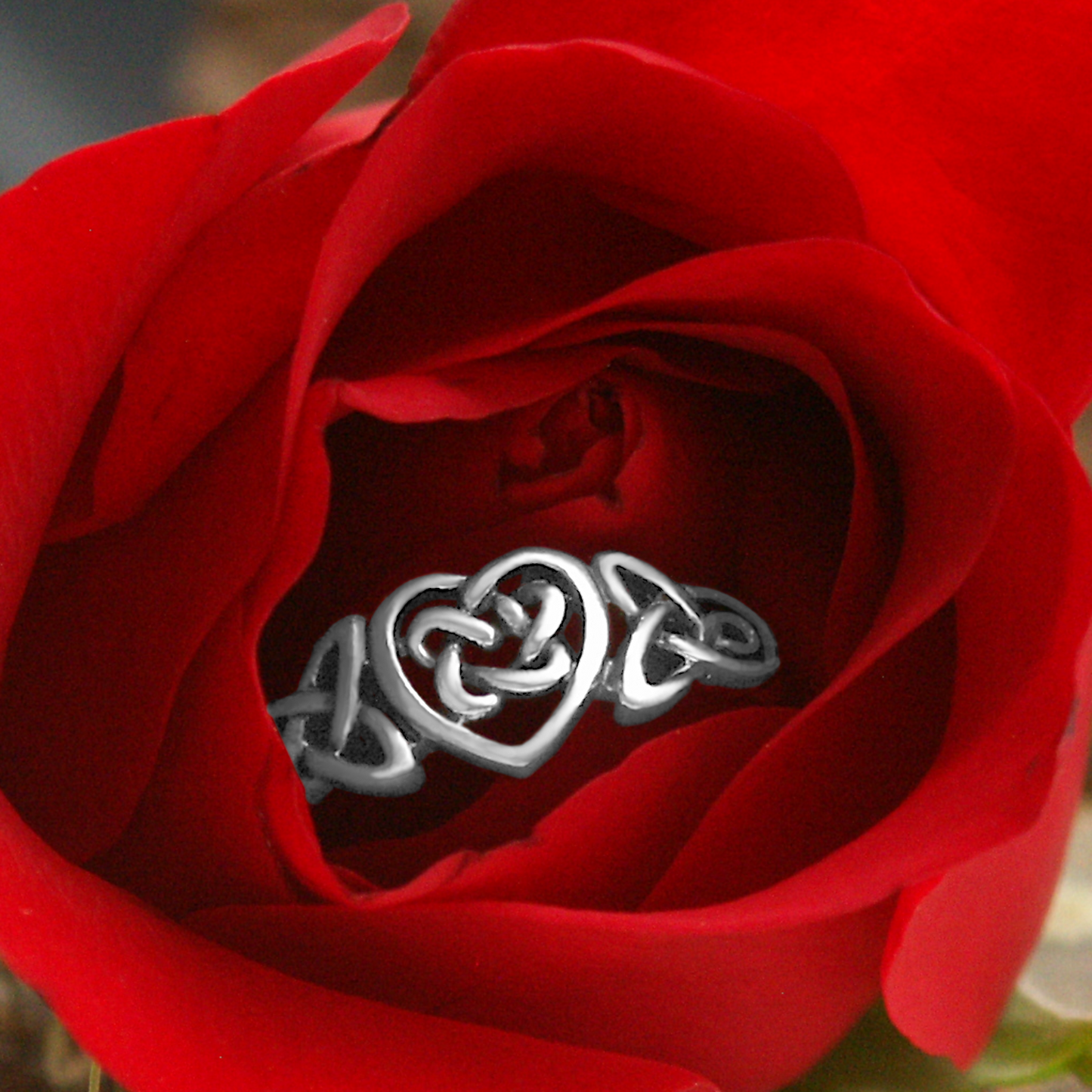 Sterling Silver Celtic Heart Ring nestled within the petals of a vibrant red rose, symbolizing love, romance, and passion.