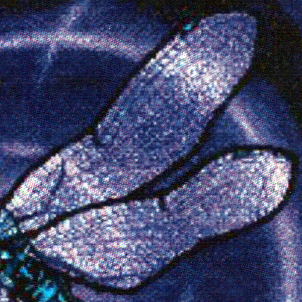 Dragonfly Cross Stitch Pattern